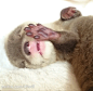 小水獭宝宝，好Q~ #GIF#