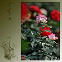 不得不看的美景·月季花开·南京玄武湖