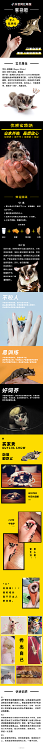 蜜袋鼯详情