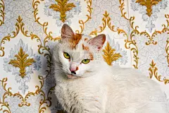 毛茸茸的猫在日落against花卉图案壁纸