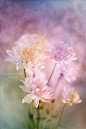 【花卉摄影】法国摄影师Arwen——春烂漫