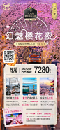 关东夜樱5天