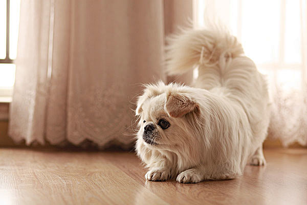 小型犬
