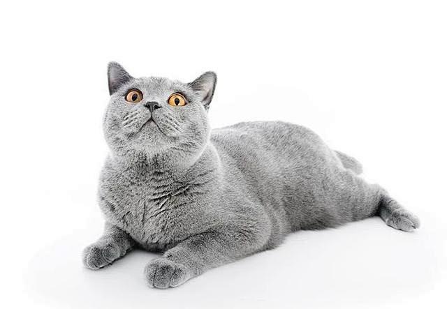 选择说第二期英国短毛猫古老的大脸猫