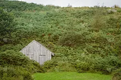 被绿色的蕨类植物和草覆盖的废弃的小木屋
