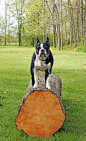 No Dog Park? No Problem! Here Are Some Creative Ways to Cope | Dogster: