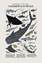 多种海底生物绘制参考