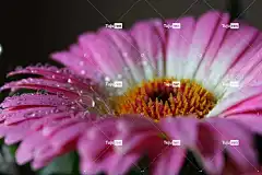 非洲菊 花壁纸 花卉 性质 水滴 宏 花卉背景 美丽的花朵