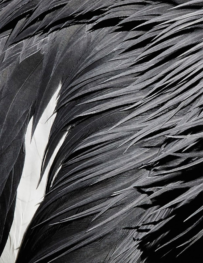 Abstract Bird Photog...