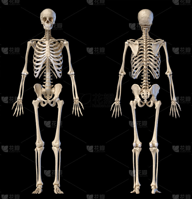 人,人类骨架,充满的,正面视角,男性,背面视角,生物学,头骨,健康保健
