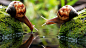 General 1920x1080 snail drinks water macro blurred photography algae couples