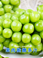 青提阳光玫瑰3-4-4