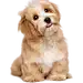 狗1