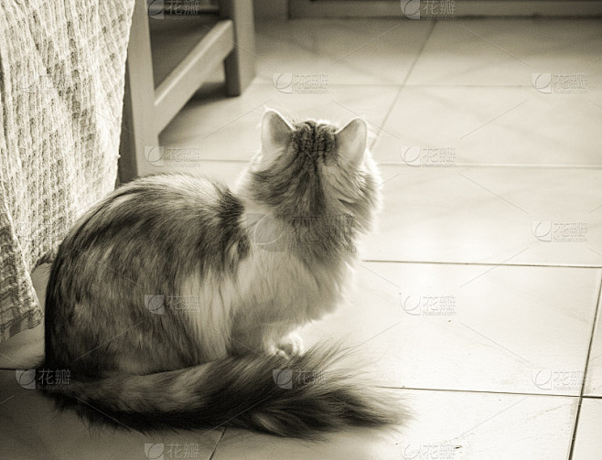 一只猫的背部图片
