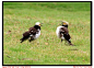 黑领椋鸟的二鸟转 - 深圳照片 - timension的照片 | Yododo 游多多