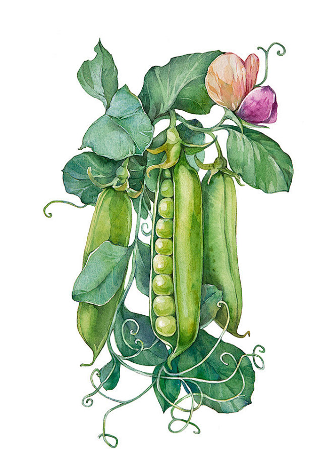 豌豆荚