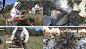 养蜂人放养蜜蜂及采集蜂蜜过程