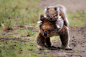 Koala Piggyback by Jacky Kobelt on 500px