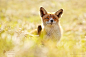 Funny Fox by Roeselien Raimond on 500px