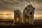 General 1920x1280 animals polar bears Sun