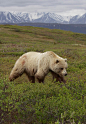 funkysafari:

Grizzly Bear (Ursus arctos ssp.), Denali Borough, Alaska by Gregory “Slobirdr” Smith



