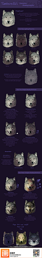 【绘画教材】狼的头部光影变化解析,非常赞的教程，推荐给大家！