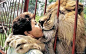 在南美哥伦比亚西部城巿卡利，一头凶猛狮子看见托尔斯，随即扑向她，但没有狮子开大口，而是紧抱着她，一再亲吻。原来52岁教师托尔斯，是狮子的救命恩人。12年前，她把狮子从马戏团拯救出来，狮子从此入住她成立的动物保护中心。自此之后，狮子一直记着她，一直感恩，即使事隔12年，还是能把恩人一眼认出来。