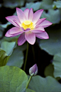 Lotus