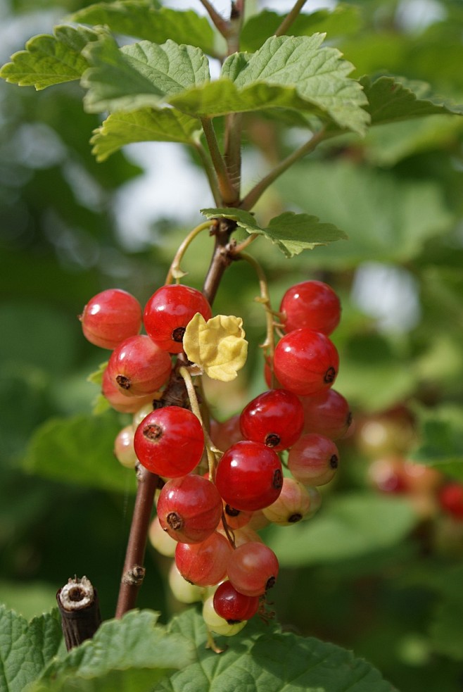 currant-4388851_1280