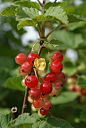 currant-4388851_1280