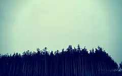 自然树木森林 - 壁纸（#2107407）/ Wallbase.cc