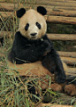 可爱的大熊猫GIF动图：憨态可掬的大熊猫_动物_美桌图片库