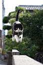 I love this shot! Flying cat!