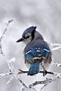 wolverxne:

Brilliant Blue Jay | by: (djsime)
