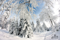 Winter Wonderland by PassionAndTheCamera