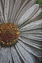 Daisy mosaic