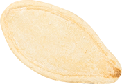 02_Pumpkin Seed