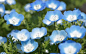 喜林草 Nemophila menziesii