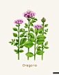 免扣 植物花卉 牛至花 淡彩水色 水彩插画PSD - tis067a11908-植物花卉 牛至花 淡彩水色 水彩插画PSD.jpg