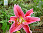 百合属 Lilium L. 中国植物图像库