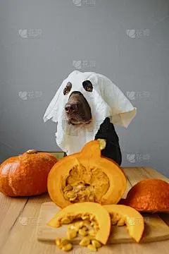 一只带着鬼面具和南瓜万圣节服装的猎犬。南瓜秋季概念