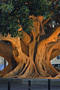 Ficus tree in Spain. I know ficus trees are very strong and hardy, but this is from the Grand Mom of them all! Be proud of your offspring, mother.