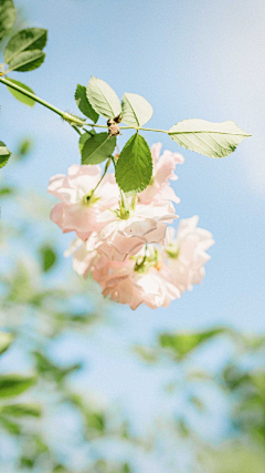 祭大人采集到樱花