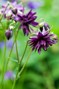 Aquilegia vulgaris 重瓣耧斗菜 紫花