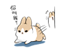 Machiko rabbit