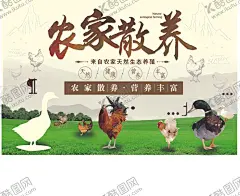 农家散养 【酷图网】家土鸡展板,鸡展板,散养土鸡展板,柴鸡展板,养鸡展板,养鸡场,养殖禽类,农家乐展板,草原鸡海报,走地鸡海报,散养土鸡海报