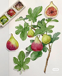 夏日蝉想采集到植物插画