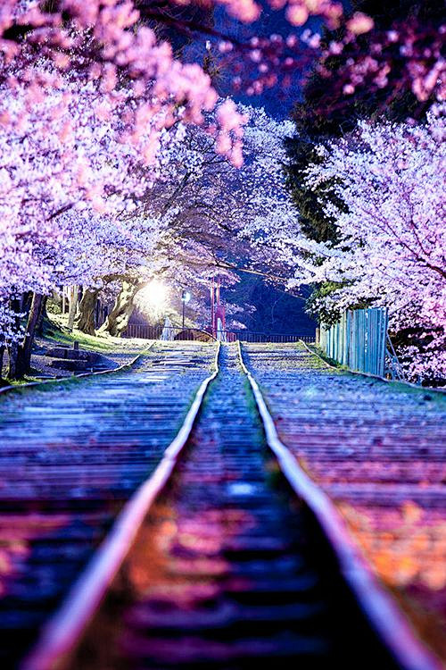 樱花线蹴上倾斜（琵琶湖运河）晚上，日本京...
