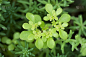 Sedum