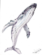 Humpback Whale Original watercolor painting 14 X by ORIGINALONLY: 